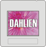 Dahlien