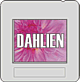 Dahlien