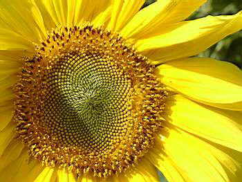 Sonnenblumen 7