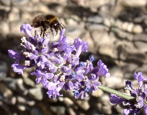 Biene auf Lavendel   P.Kachold