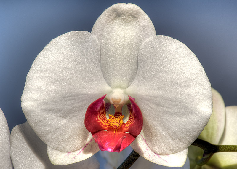Orchidee (HDR)